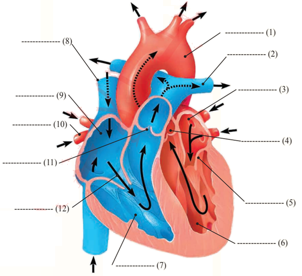 أجزاء القلب والأوعية الدموية