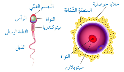 الخصائص التركيبية لكل من الحيوان المنوي والخلية البيضية الثانوي