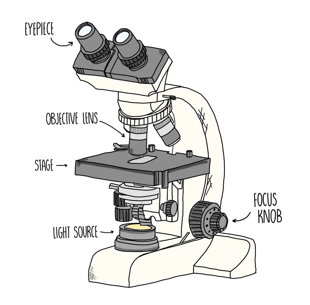 Microscope