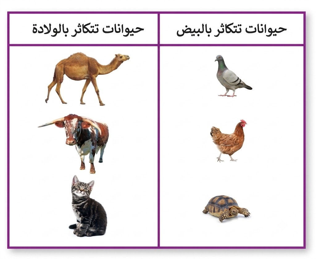 خصائص الكائنات الحية خصائص الكائنات الحية