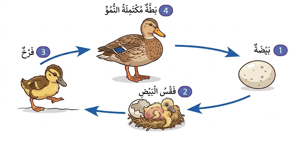 دورة حياة البطة