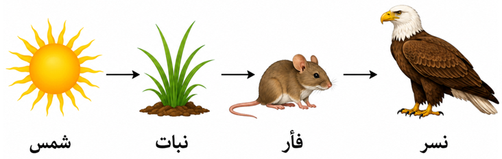 سلسلة غذائية على اليابسة