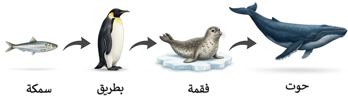 سلسلة غذائية في الماء