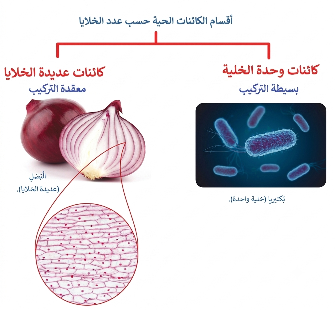 أقسام الكائنات الحية حسب عدد الخلايا