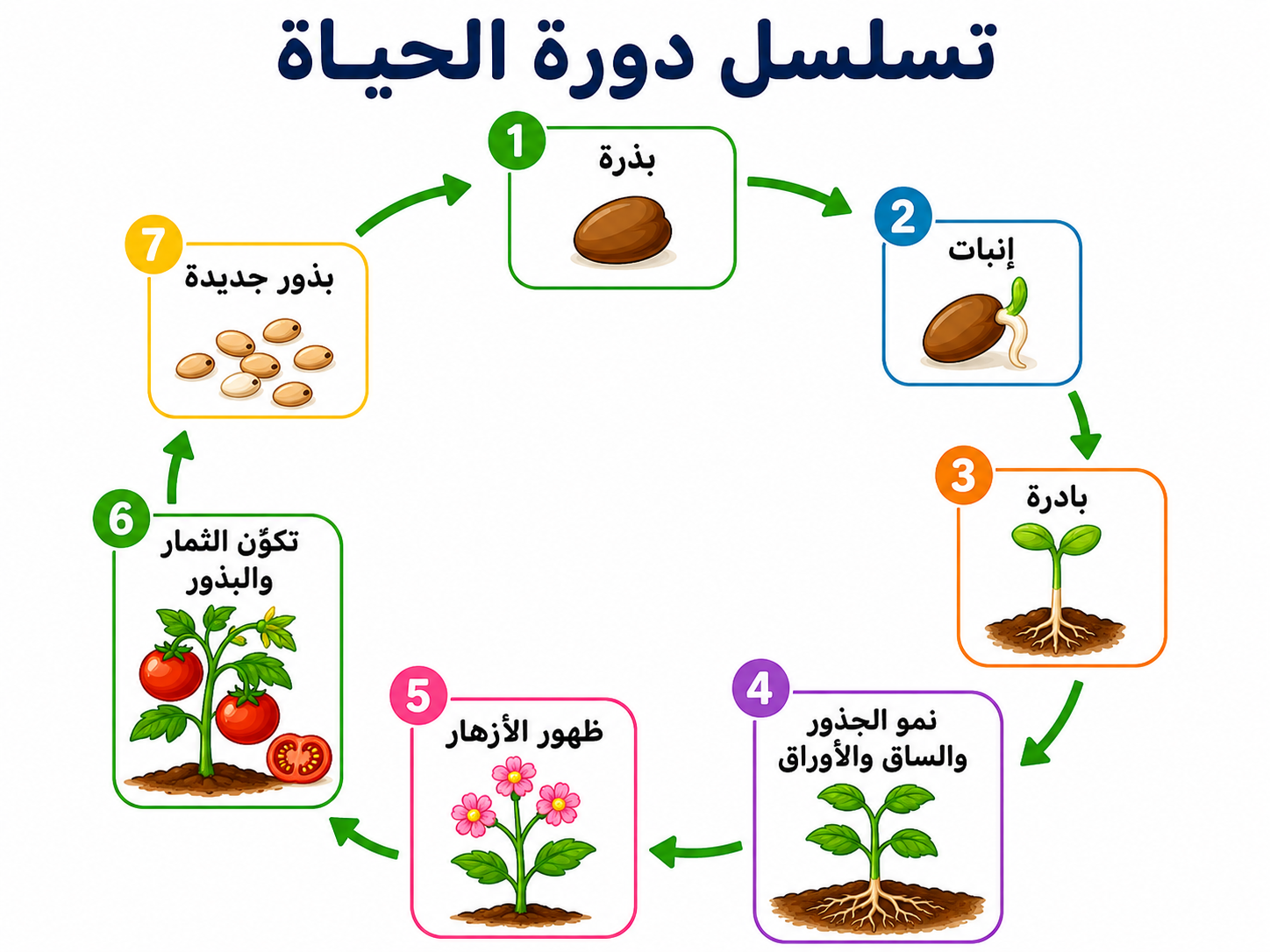 تسلسل دورة الحياة للنباتات البذرية مغطاة البذور تسلسل دورة الحياة للنباتات البذرية مغطاة البذور
