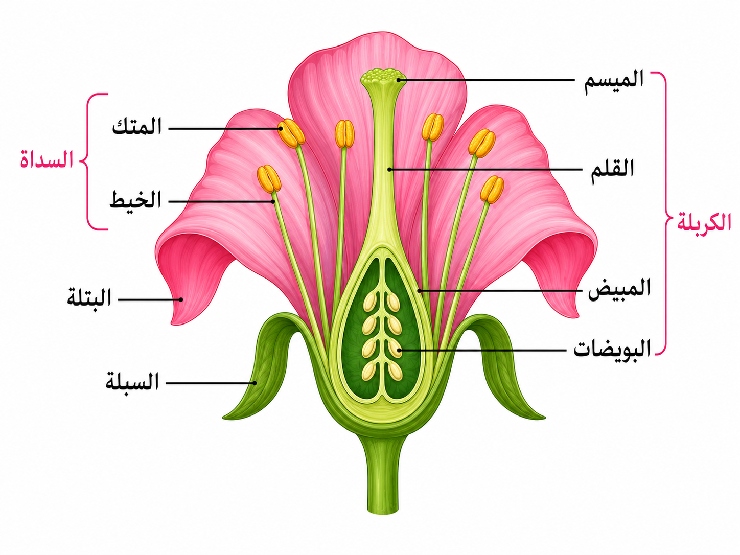 أجزاء الزهرة أجزاء الزهرة