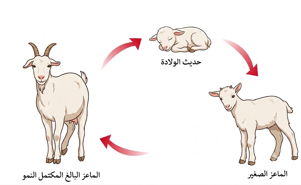 دورة حياة الماعز دورة حياة الماعز