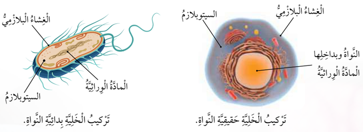 أنواع الخلايا بحسب وجود النواة أنواع الخلايا بحسب وجود النواة