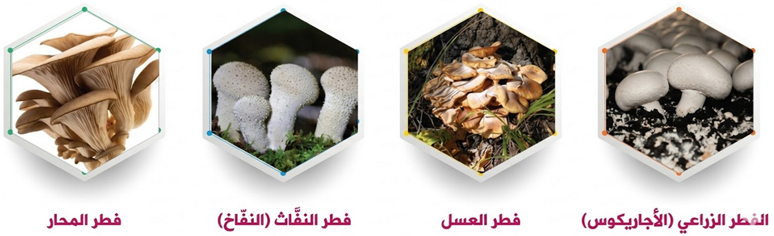أنواع الفطر الزراعي