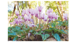 نبات السيكلامون