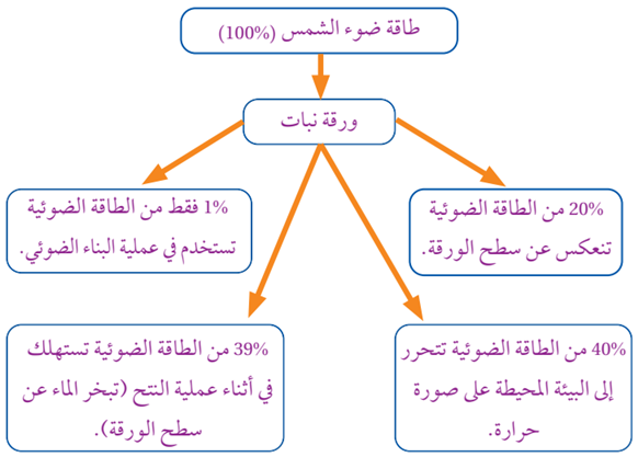 مخططاً يوضح ما تحصل عليه ورقة النبات من طاقة