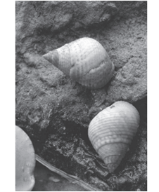 الونكة الشائعة