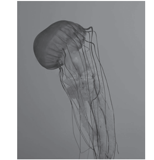 أثر درجة الحرارة في الشبكات الغذائية